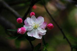 海棠在线观看,沉浸式观赏，尽享春日海棠盛宴  第2张